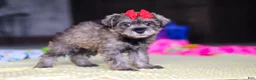 Miniature Schnauzer dogs for sale: Josie - Ad 5