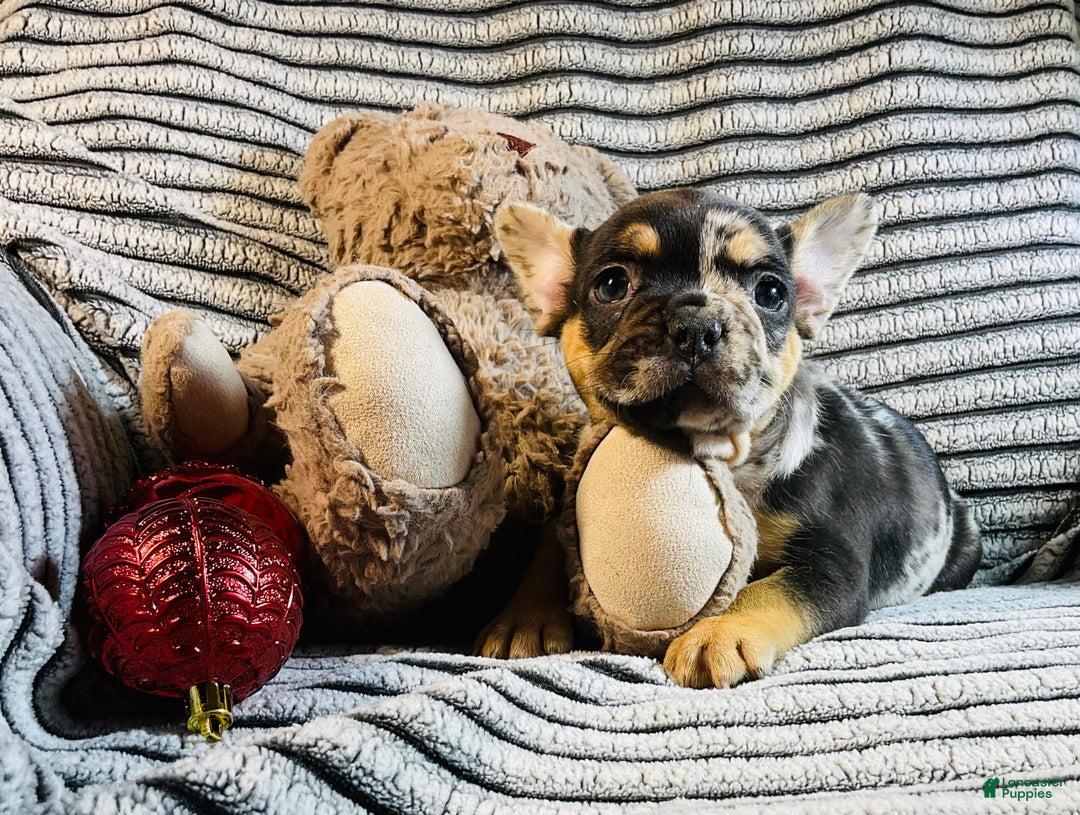French Bulldog dogs for sale: MILA  - Ad 3