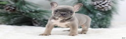 French Bulldog dogs for sale: Fern - Ad 3