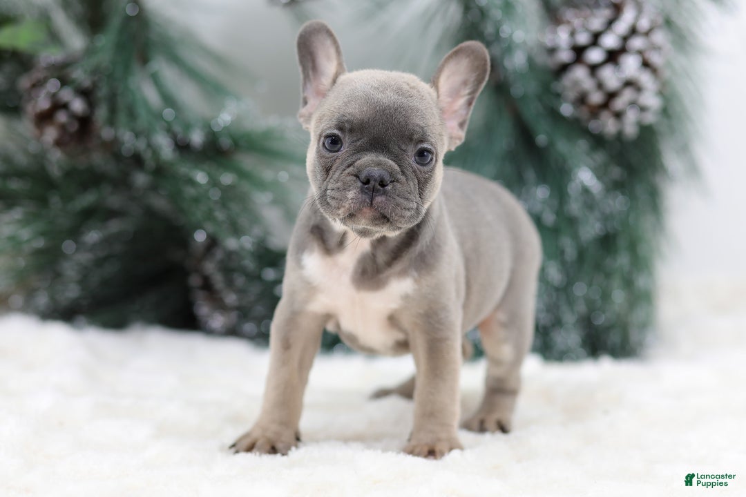 French Bulldog dogs for sale: Fern - Ad 3