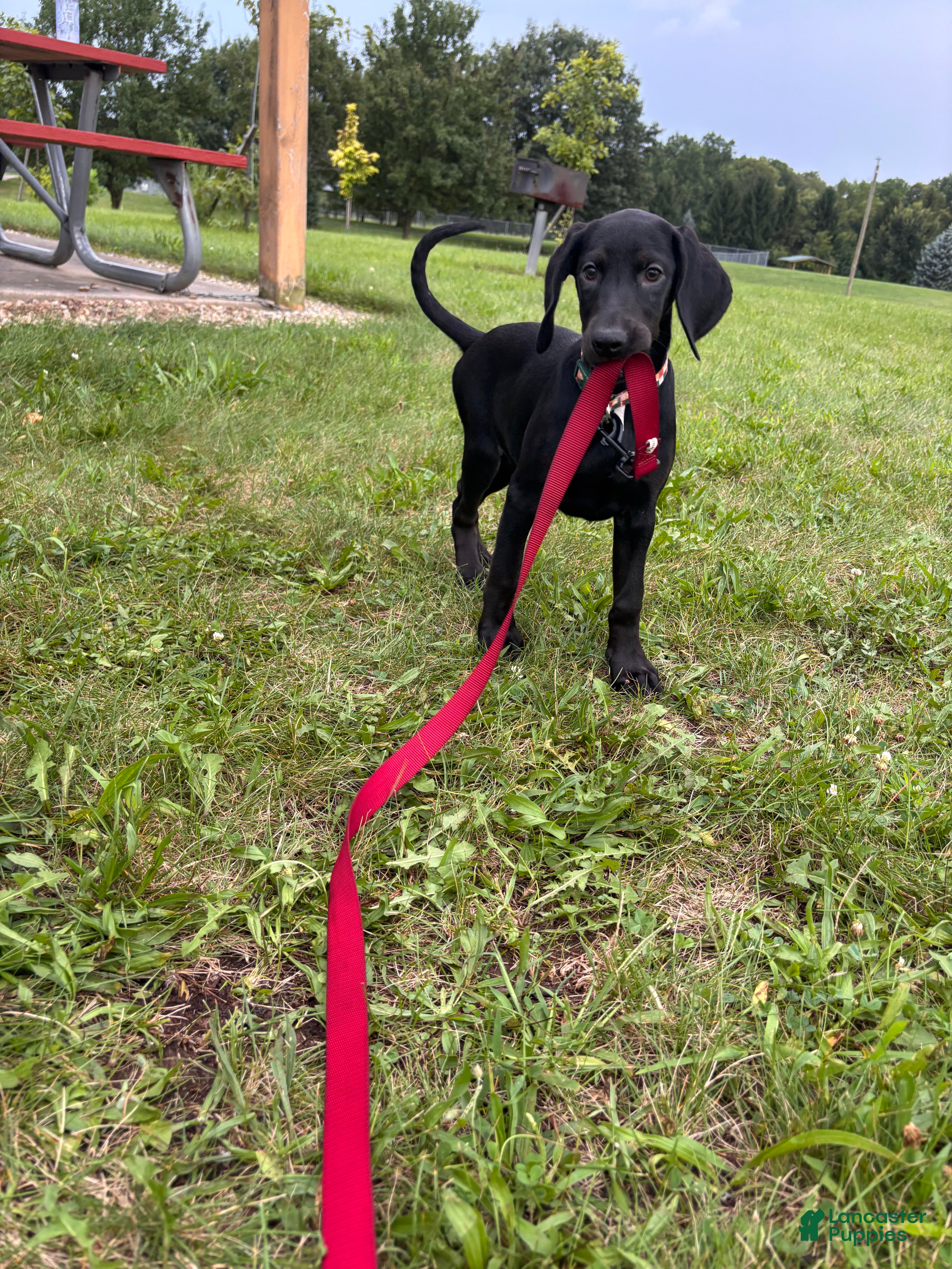 Mixed Breed dogs for sale: Toast - Ad 4