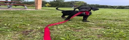 Mixed Breed dogs for sale: Toast - Ad 1