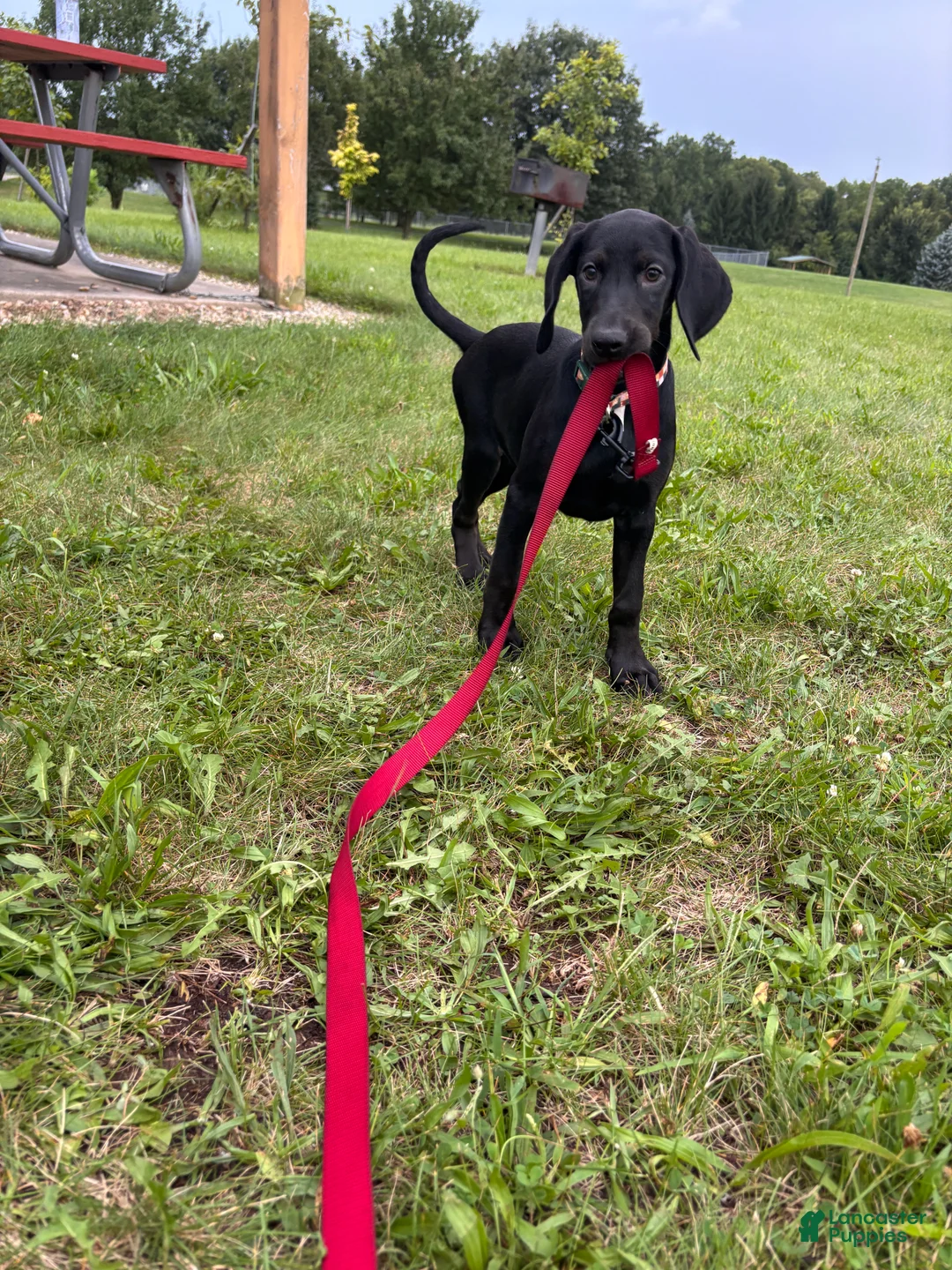Mixed Breed dogs for sale: Toast - Ad 1