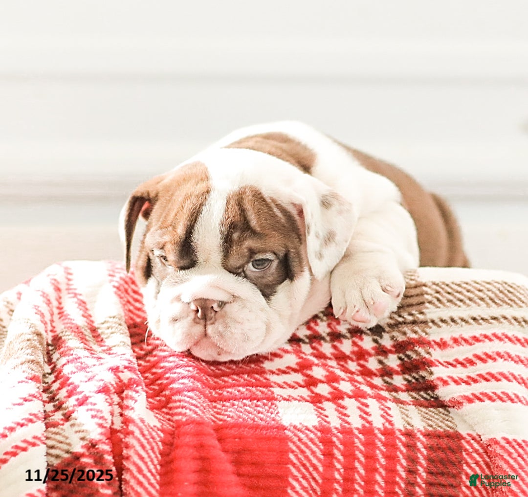English Bulldog dogs for sale: Reba - Ad 5