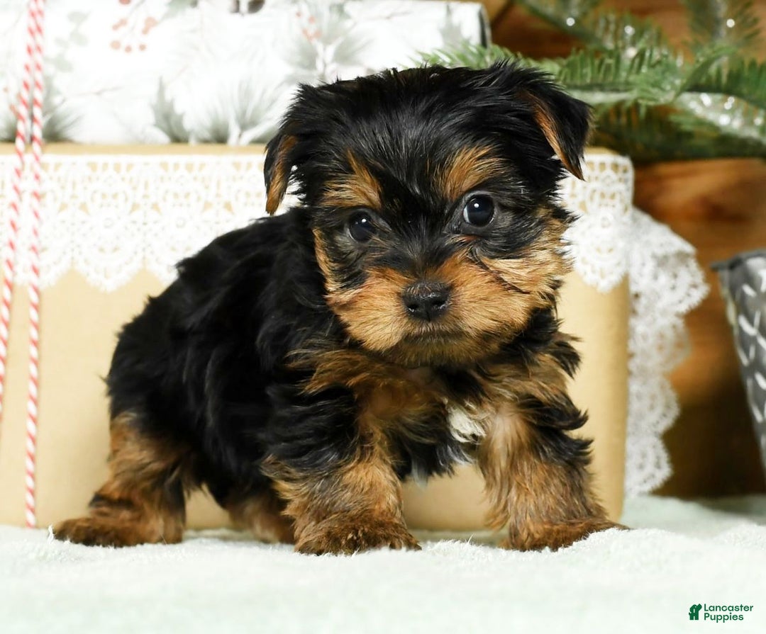 Yorkshire Terrier dogs for sale: Benny - Ad 3