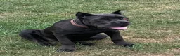 Cane Corso dogs for sale: Destiny - Ad 9