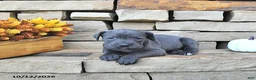 Cane Corso dogs for sale: Vita - Ad 3