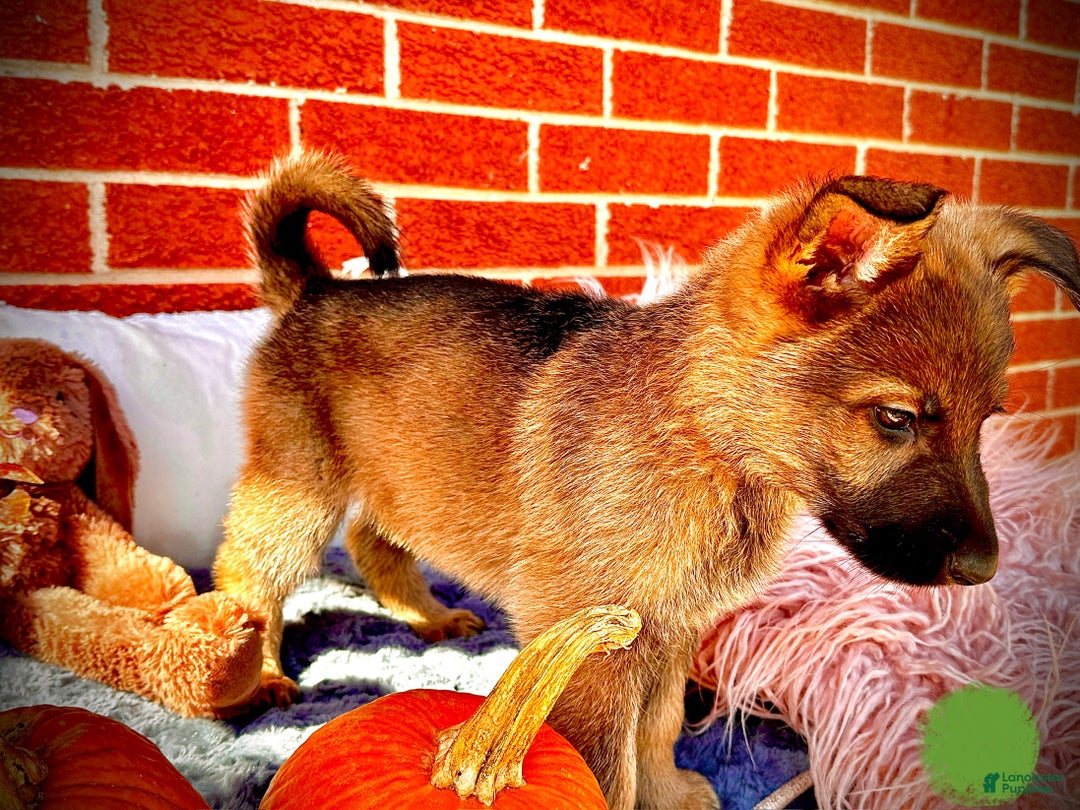 German Shepherd dogs for sale: Rabbit - Ad 4