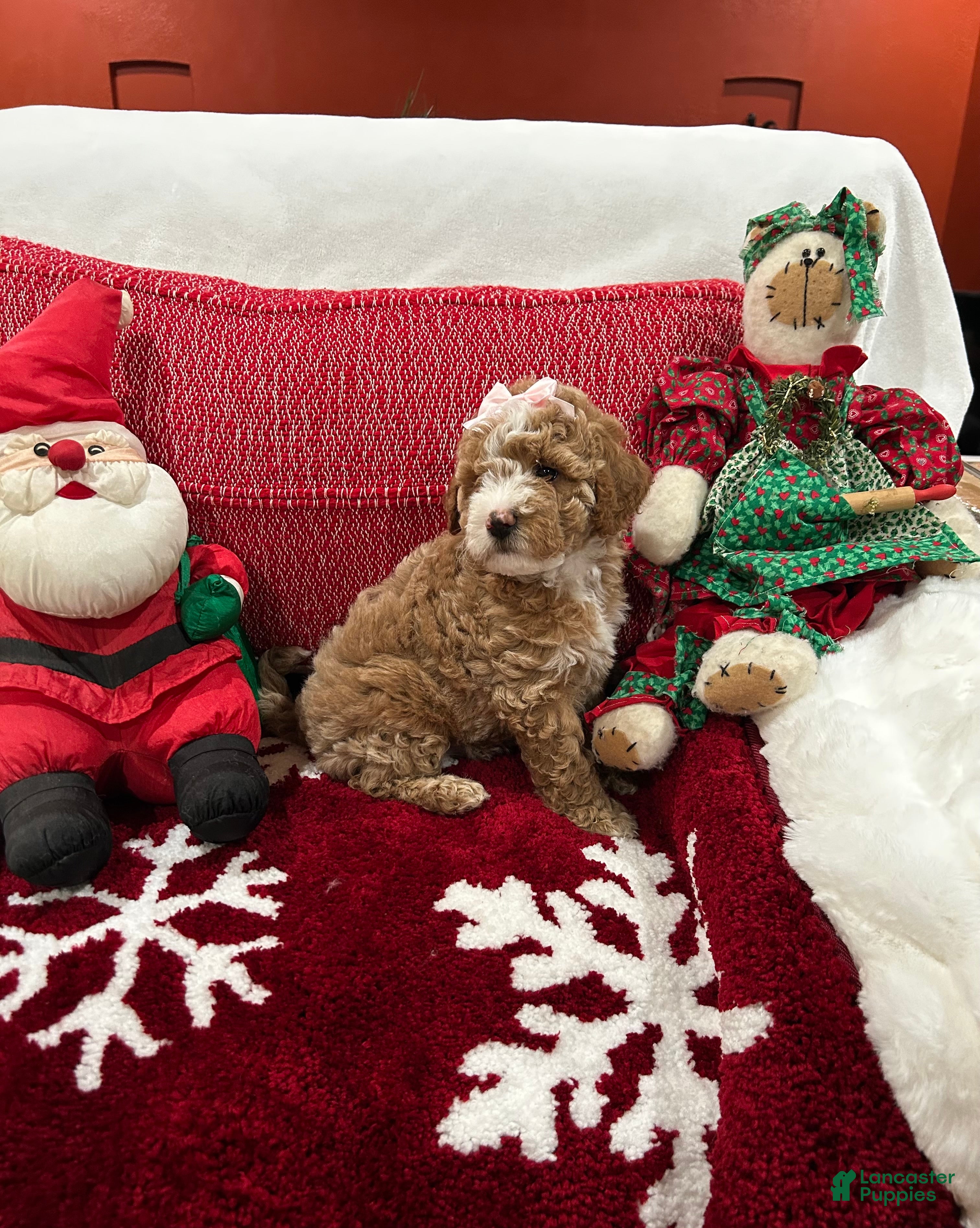 Mini Goldendoodle dogs Petite Tuxedo Mini Goldendoodle April - Ad 2