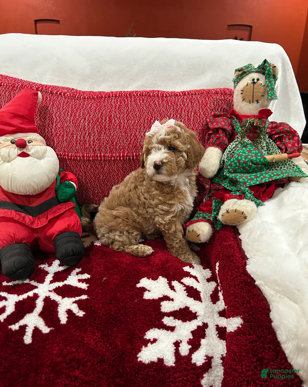 Mini Goldendoodle dogs for sale: Petite Tuxedo Mini Goldendoodle April - Ad 2