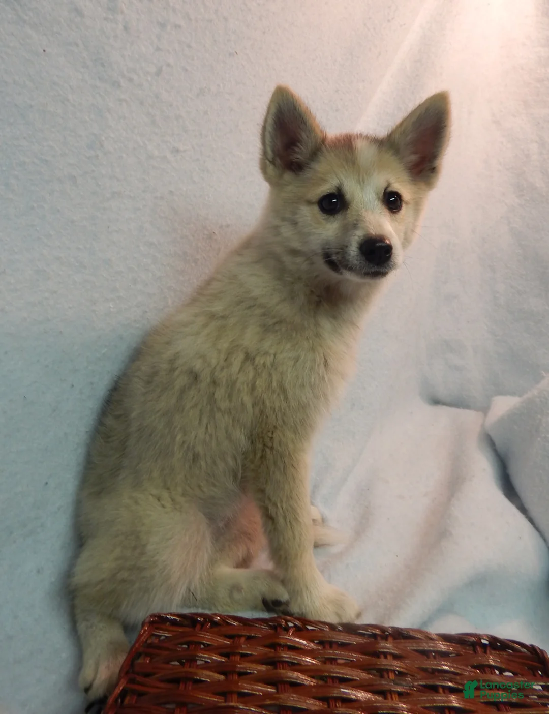 Pomsky dogs for sale: Macy - Ad 1