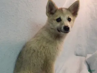 Pomsky dogs Macy - Ad 42