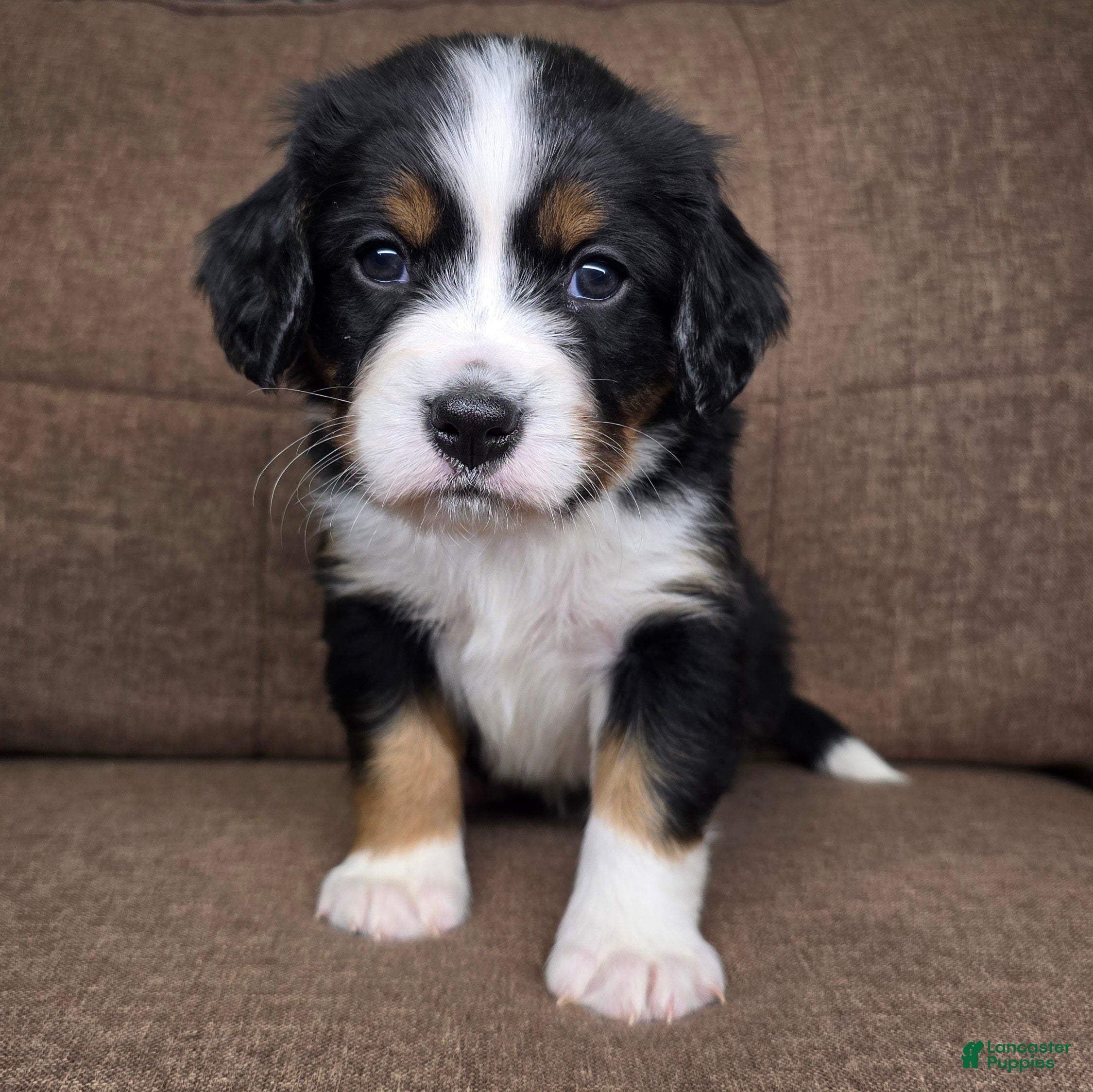 Miniature Bernese Mountain Dog dogs Oslo - Ad 2