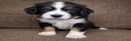 Miniature Bernese Mountain Dog dogs for sale: Sorrento [Reserved] - Ad 18