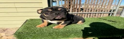 English Bulldog dogs for sale: KINGSTON – Black Tan Tri LOVERBOY in LA, CA - Ad 3
