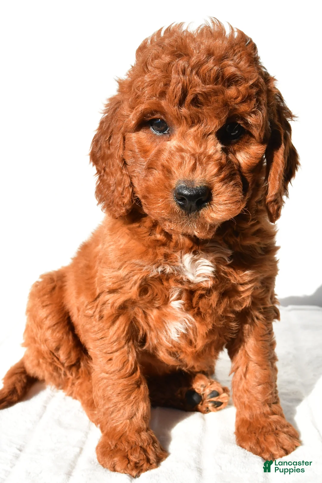 Mini Goldendoodle dogs for sale: Pumpkin  - Ad 12