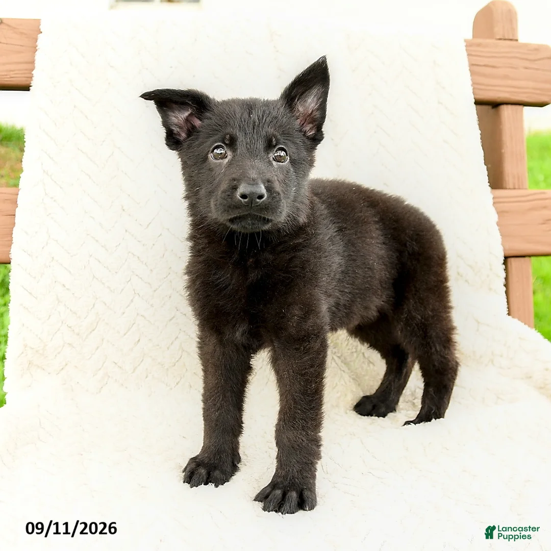 German Shepherd dogs for sale: Boone - Ad 1