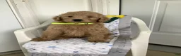 Goldendoodle dogs for sale: Goldendoodle 3 Ryan - F1b  - Ad 4