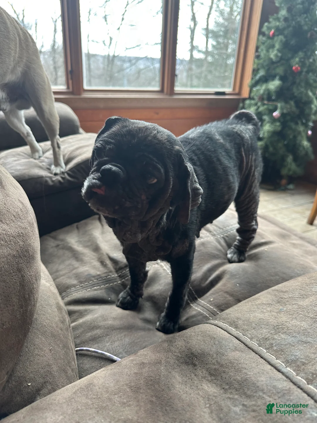 Pug dogs for sale: Lucky - Ad 3