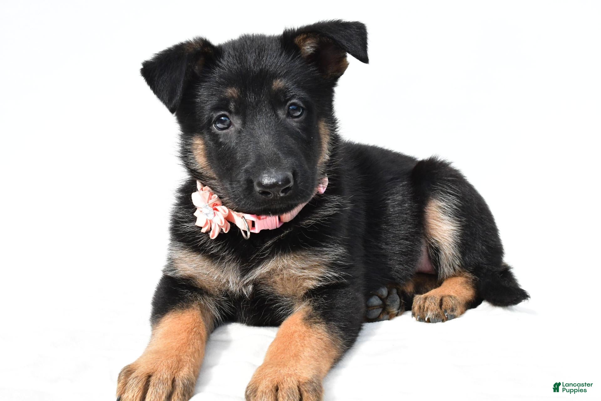German Shepherd dogs Lexi - Ad 1