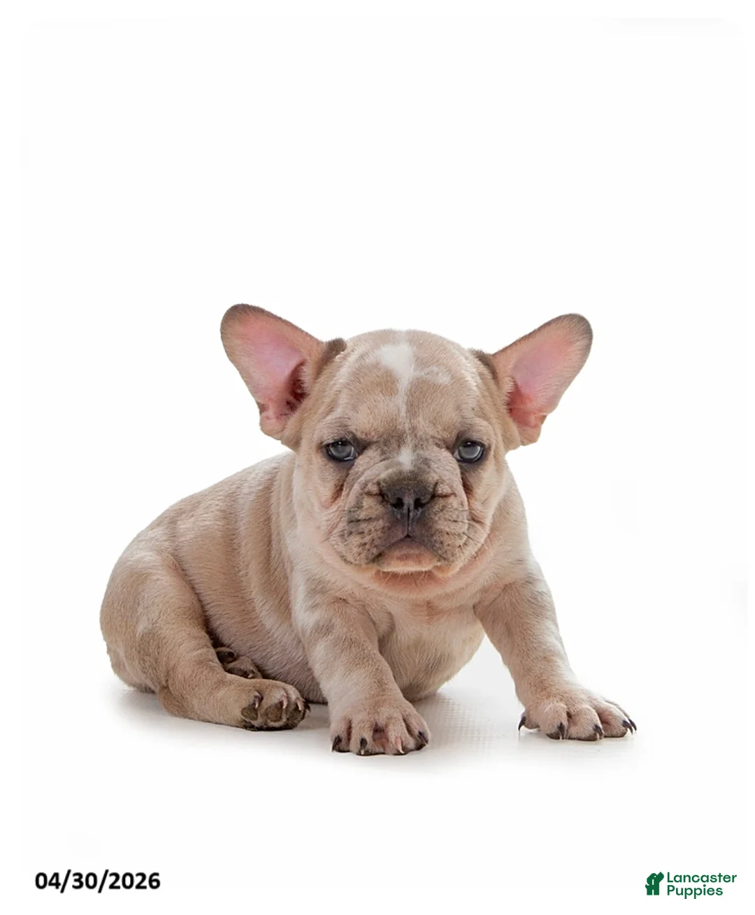 French Bulldog dogs for sale: Leo - Ad 2