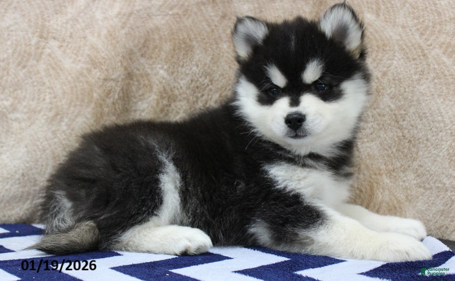 Pomsky dogs Conrad - Ad 14