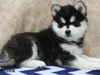 Pomsky dogs Conrad - Ad 24
