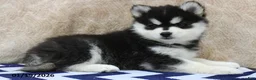 Pomsky dogs for sale: Conrad - Ad 1