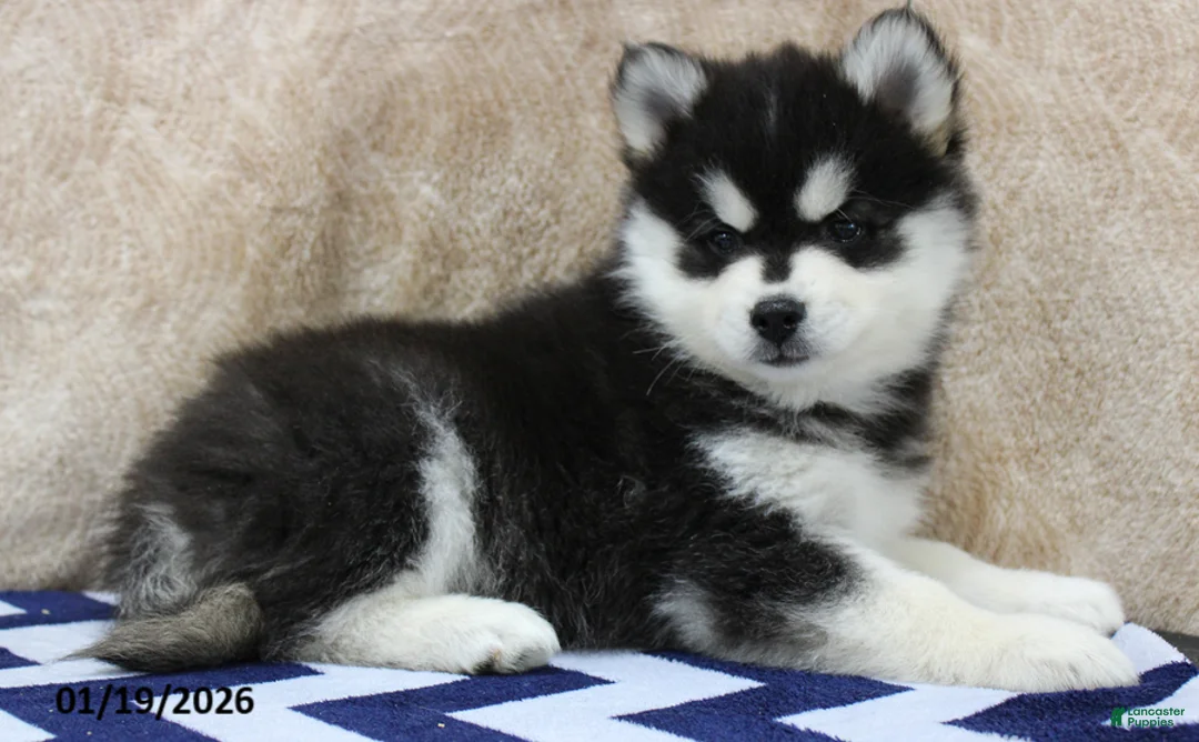 Pomsky dogs for sale: Conrad - Ad 1