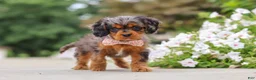 Cavapoo dogs for sale: Indy - Ad 4