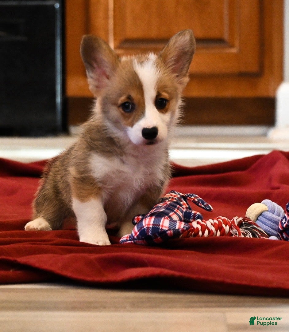 Welsh Corgi Pembroke dogs Lisa - Ad 1
