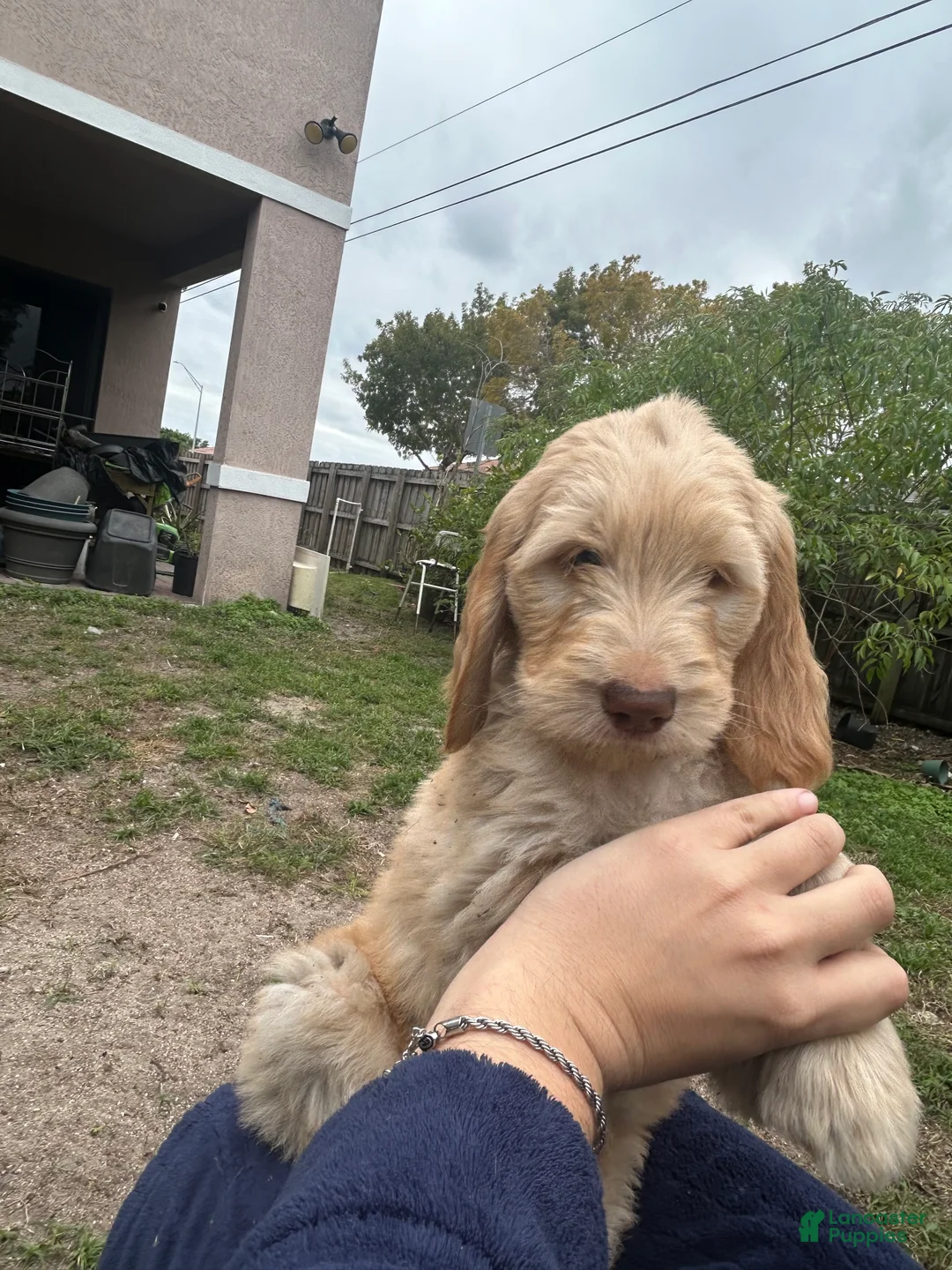 Goldendoodle dogs for sale: Seena - Ad 2