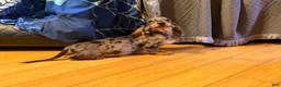 Miniature Dachshund dogs for sale: AKC Russian- Pra clear sale - Ad 27
