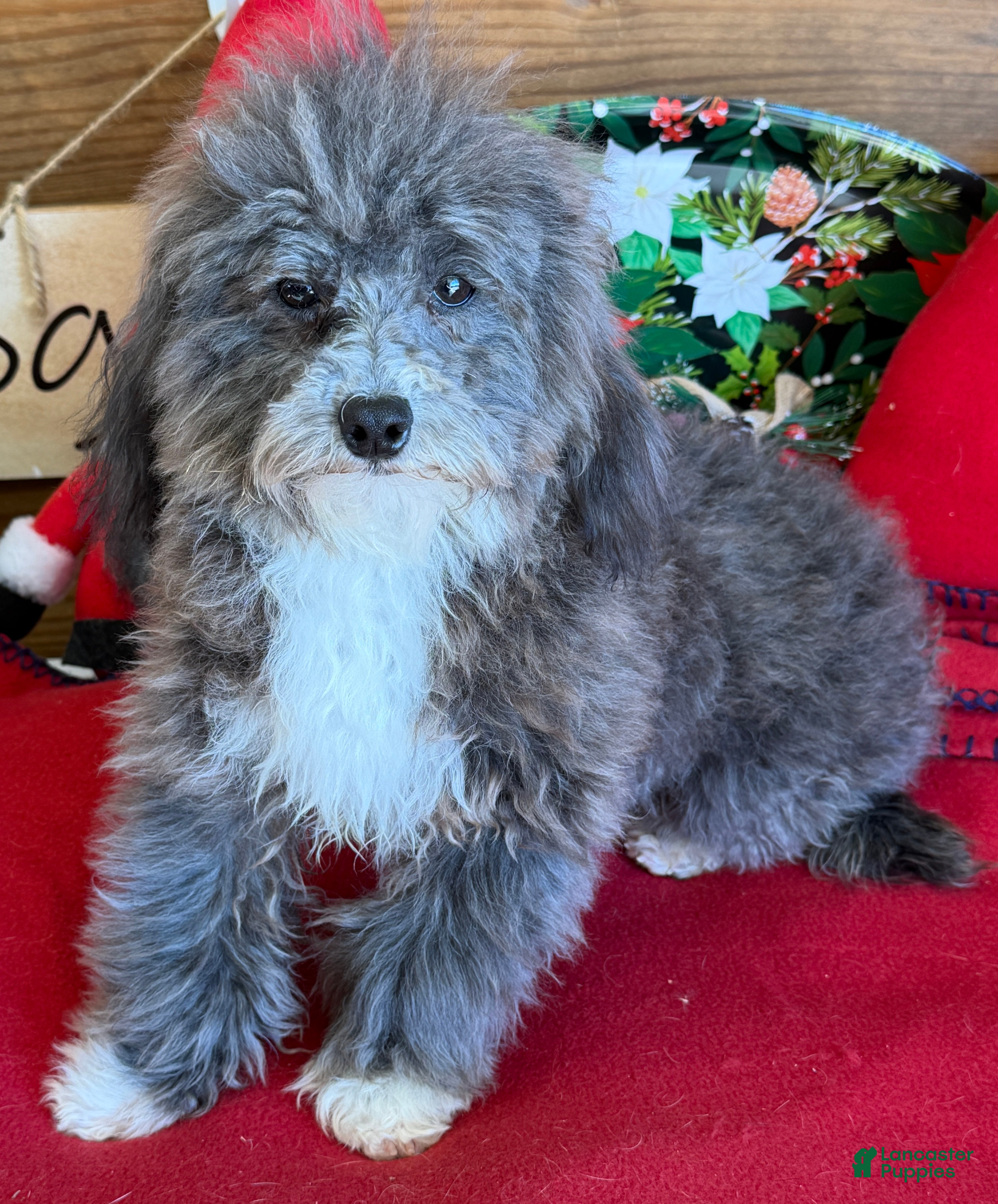 Maltipoo dogs Leo - Ad 41