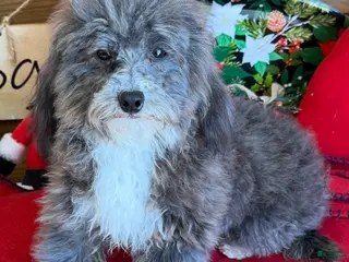 Maltipoo dogs Leo - Ad 41