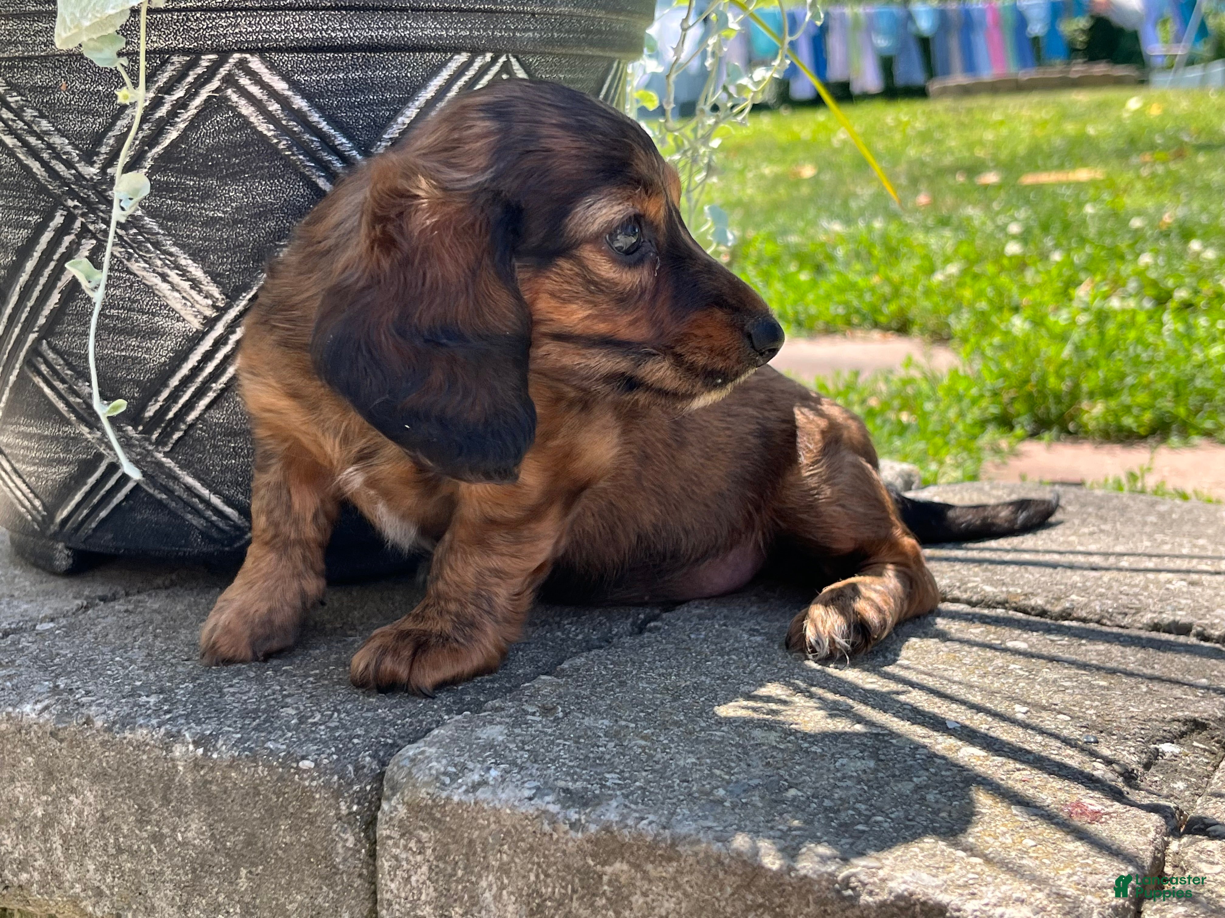 Miniature Dachshund dogs Betty - Ad 2