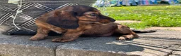 Miniature Dachshund dogs for sale: Betty - Ad 2