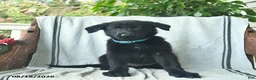 German Shepherd dogs for sale: Gibson  - Ad 3