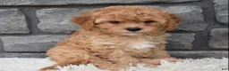 Cavapoo dogs for sale: Maggie  - Ad 7