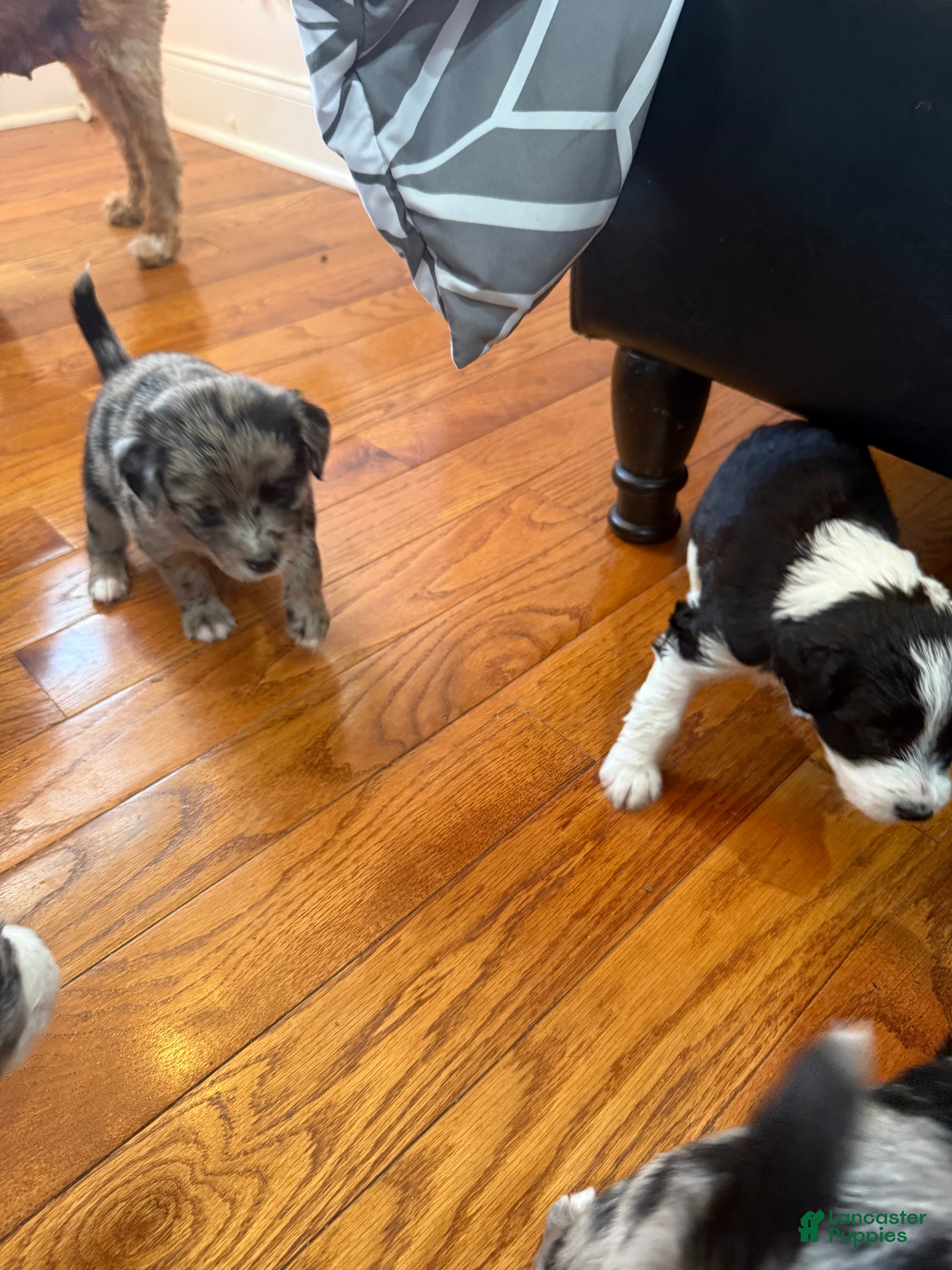 Mixed Breed dogs Coco - Ad 2