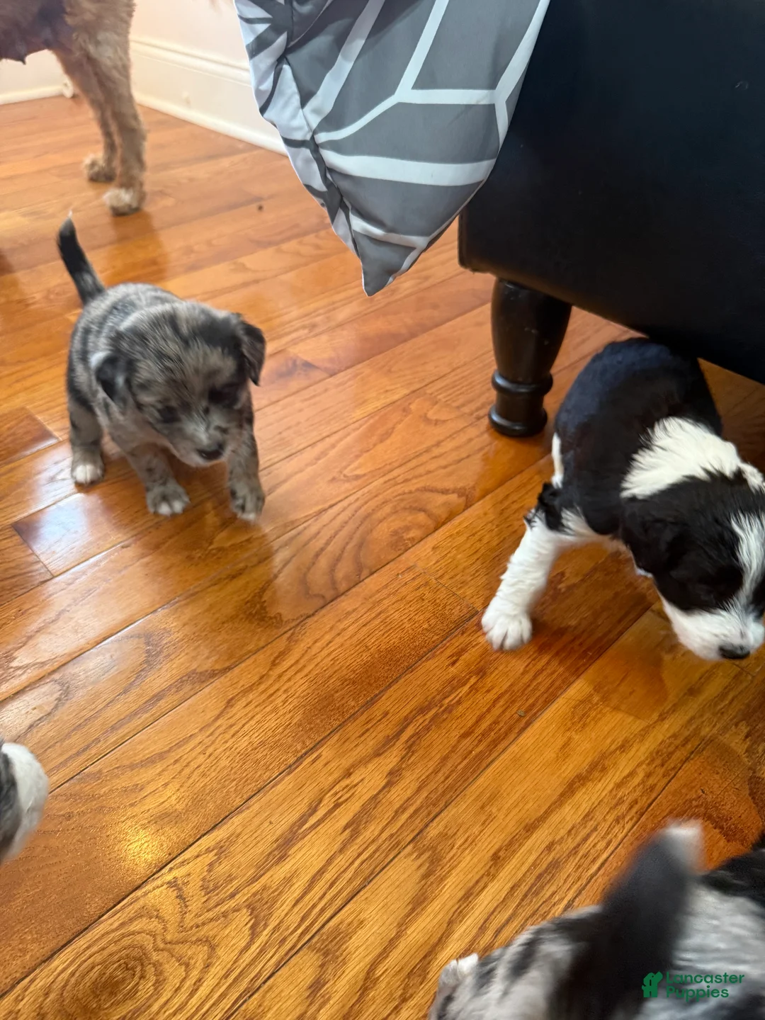 Mixed Breed dogs for sale: Coco - Ad 2