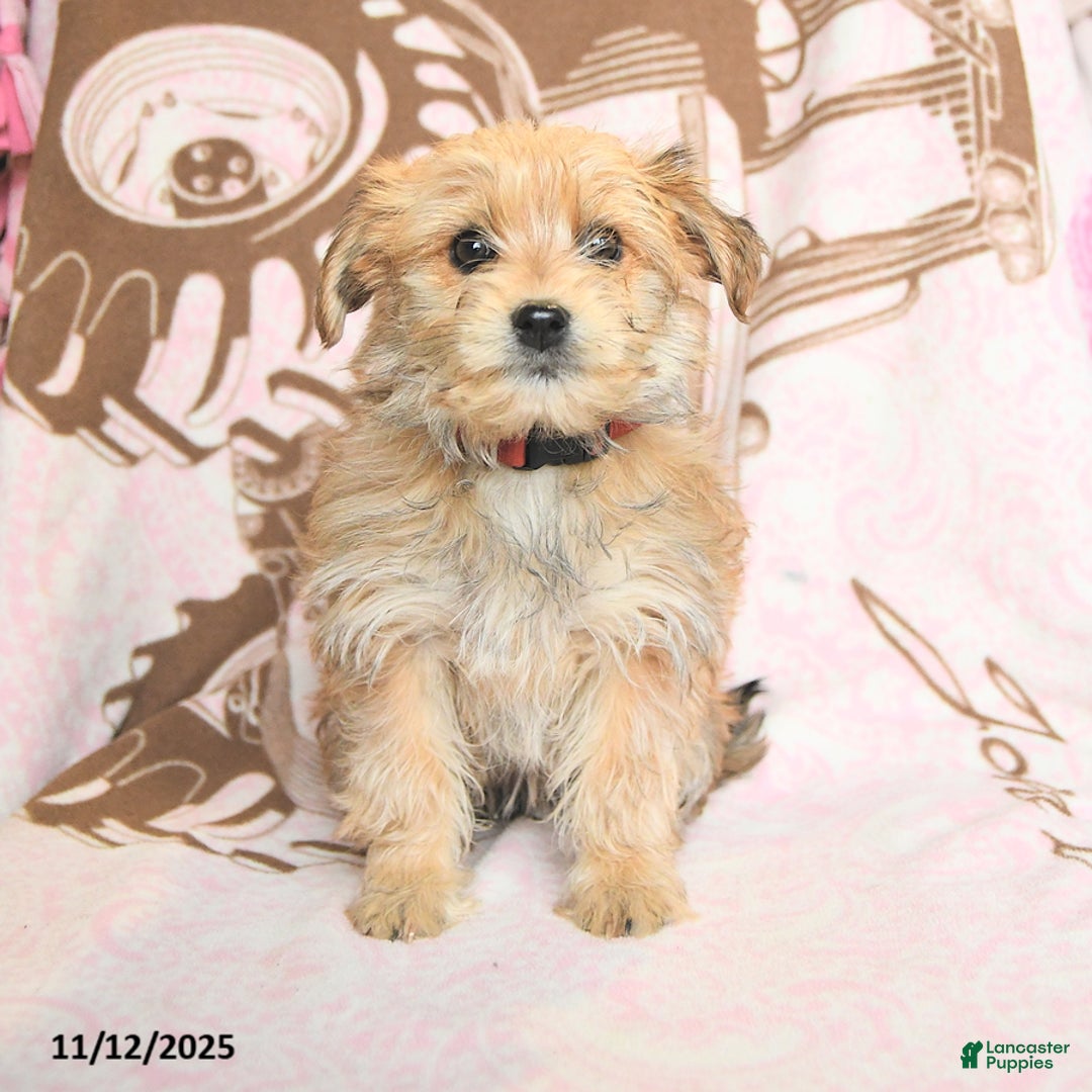 Mixed Breed dogs for sale: Caramel - Ad 1