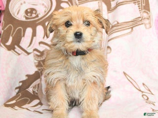 Mixed Breed dogs Caramel - Ad 18