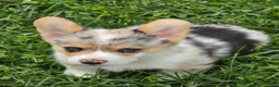 Welsh Corgi Pembroke dogs for sale: Stunning Stanley  - Ad 7