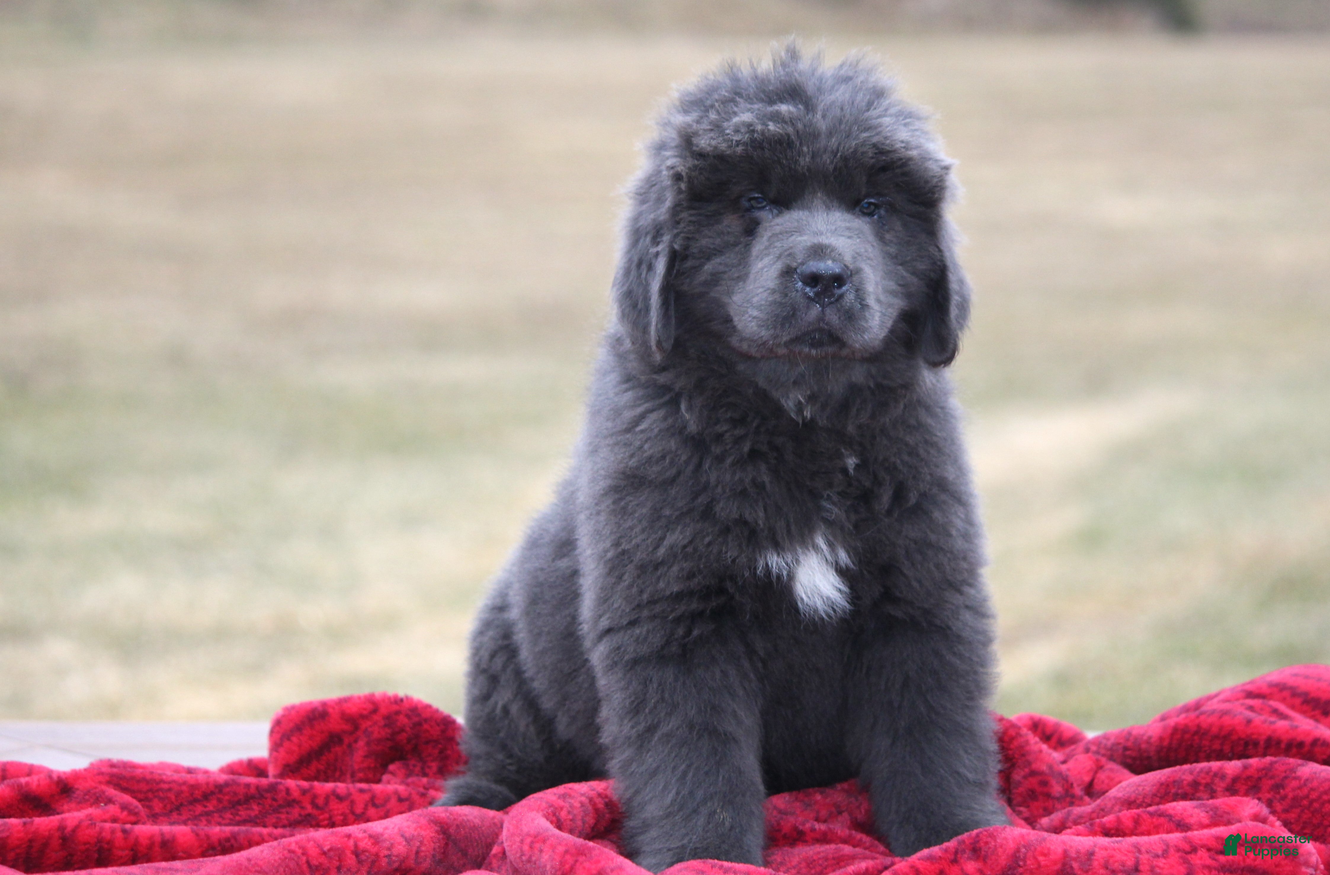 Newfoundland dogs Tess - Ad 4
