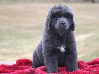 Newfoundland dogs Tess - Ad 1