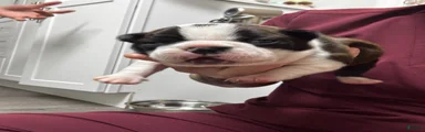 Boston Terrier Puppy 1