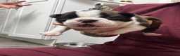 Boston Terrier dogs for sale: Boston Terrier Puppy 1 - Ad 1