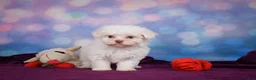 Maltese dogs for sale: Penny - Ad 3