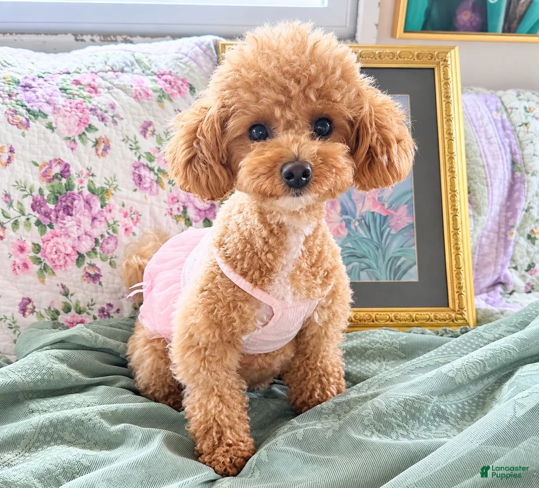 Pomapoo dogs for sale: Pomapoo 1 - Ad 4